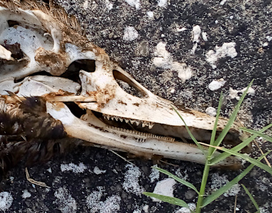 [Side view of most of the head and bill with nearly all the skin and feathers gone. The head is hollow. The bill has a row of very small teeth along most of the bottom half of the bill. The top half has larger teeth for about two-thirds of the length of the bottom teeth.]